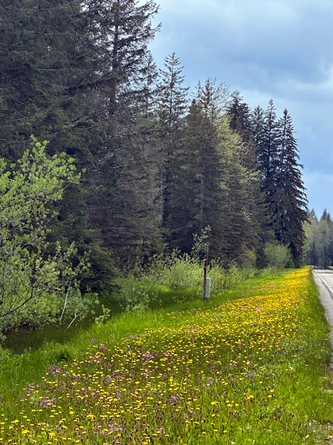 Dandelions along Glacier Bay National Park Road